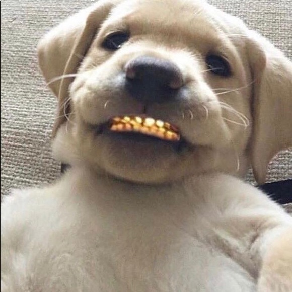 Meet your Posher, Frank - Picture 1 of 1